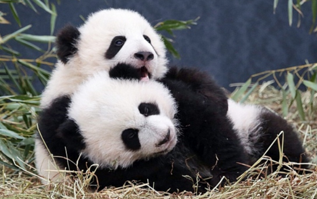 Pandas
